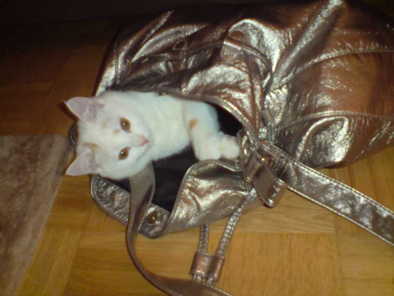 katzenbabys 011.JPG