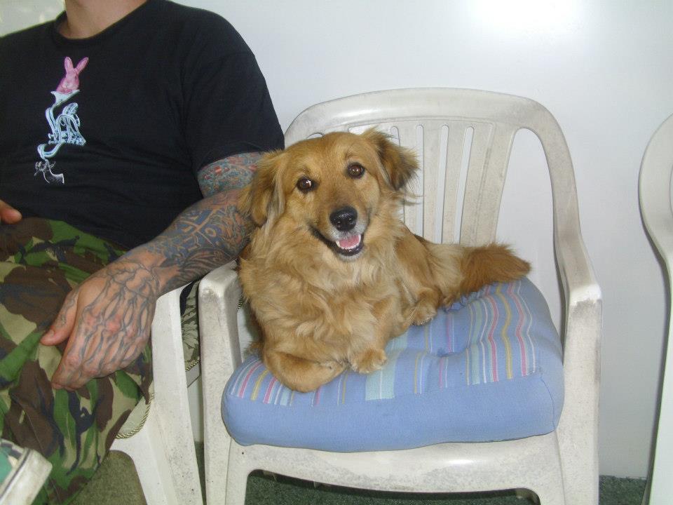 hundi.jpg