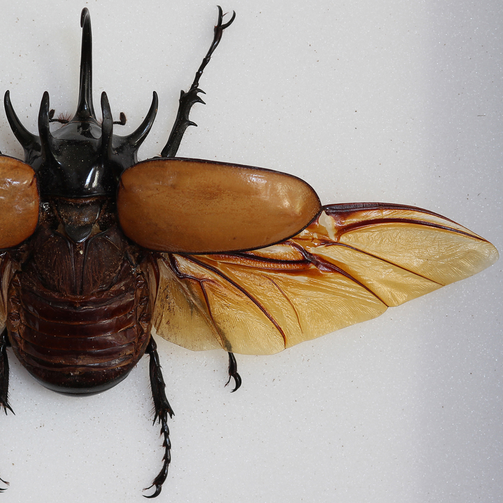 5 Horned Rhino Beetle male_scout.jpg