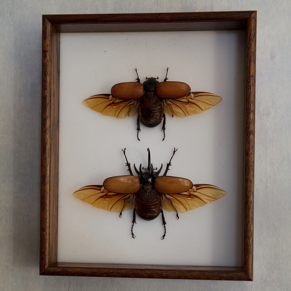 5 Horned Rhino Beetles_scout.jpg