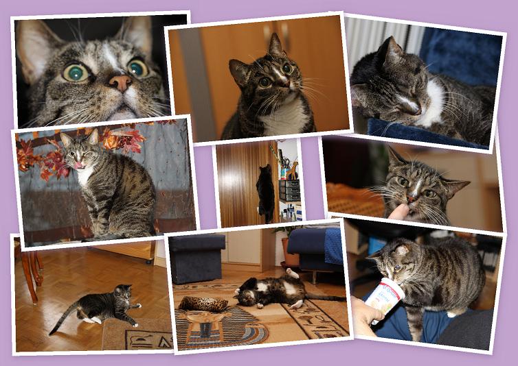 Collage.JPG