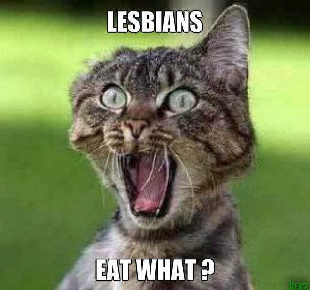 cat.jpg