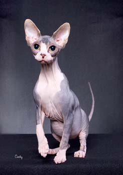17_10th%20Best%20Kitten%20-%20Sphynx.jpg