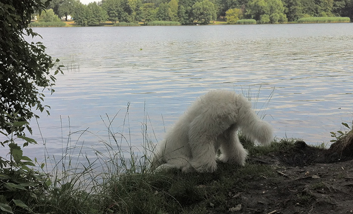 am_see2_19.7.2013.jpg
