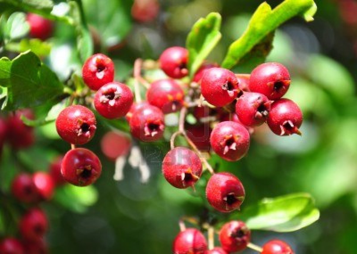 15474611-midland-weissdorn-crataegus-laevigata.jpg