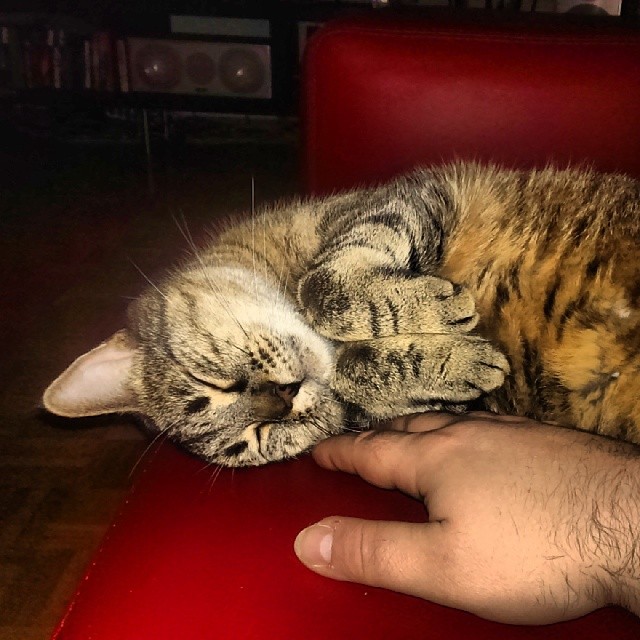 giz.jpg