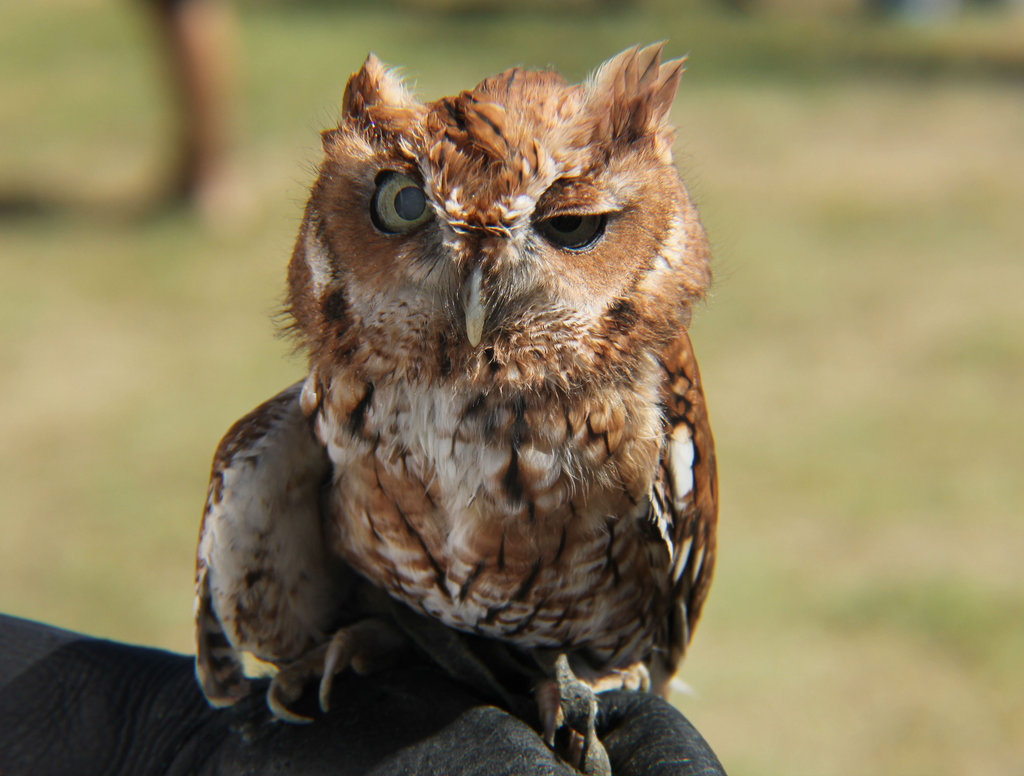 tired_owl_7_by_styxthegargoyle-d6nfxn7.jpg