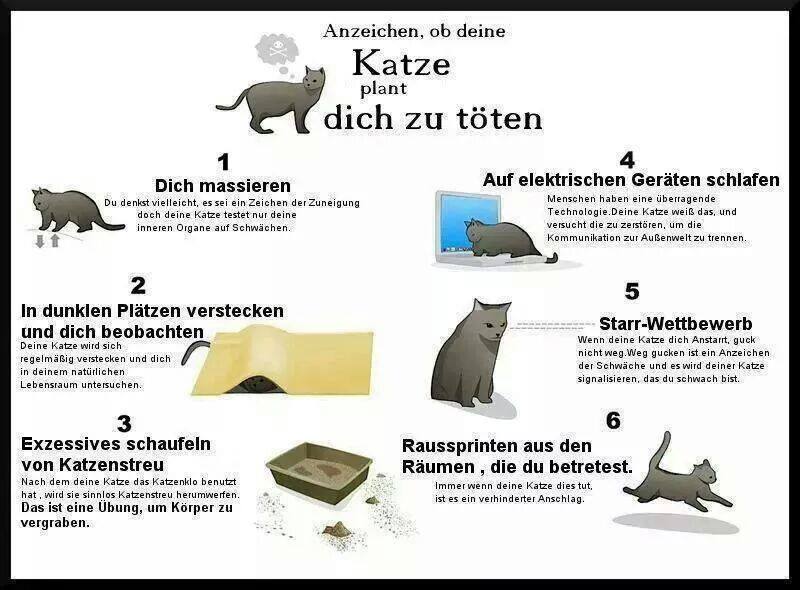 katze-töten.jpg