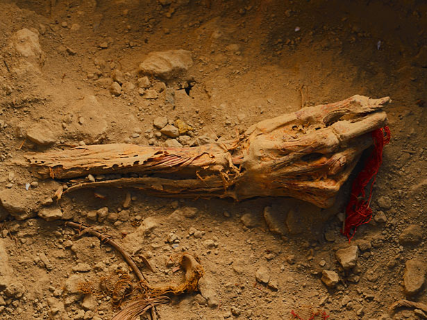 andean-noble-preserved-bone-615.jpg