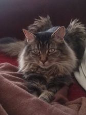 kater 1.jpg