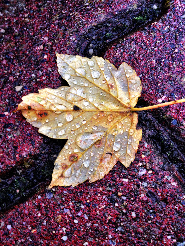 der_herbst_ist_da_by_xiaosacri-d6q0ykb.jpg