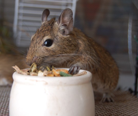 degu2.jpg