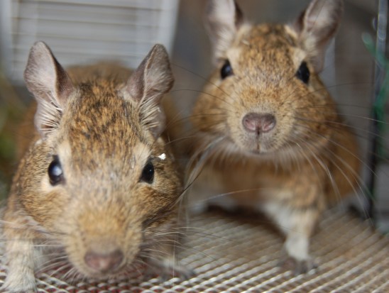 degus1.jpg