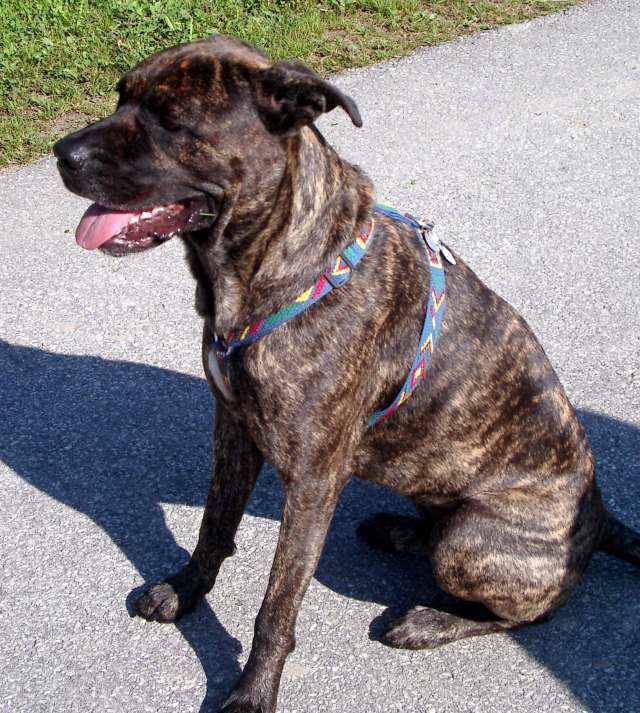 Dogi1.jpg