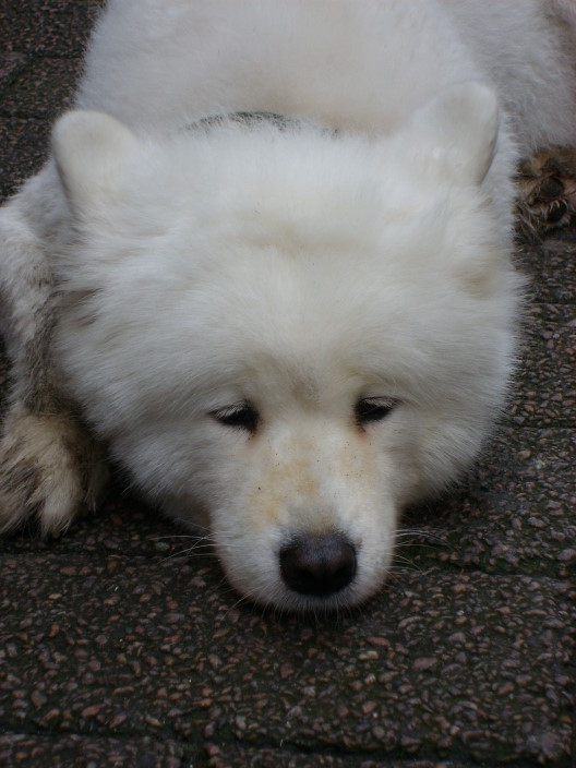 hund.jpg