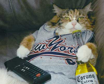 102Funny-Cat-Remote-Carona-Drunk-New-York-Picture.jpg