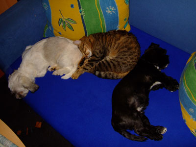 Tiere.jpg