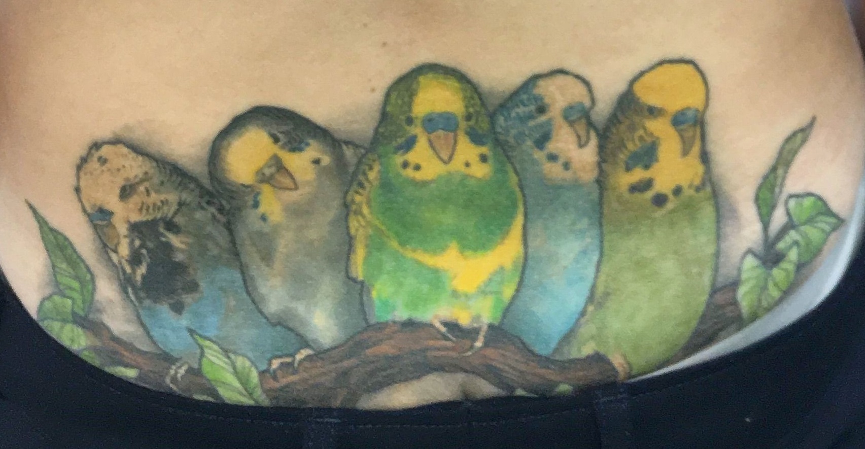Vögel.jpg