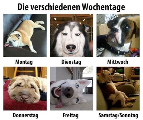 hund.jpg