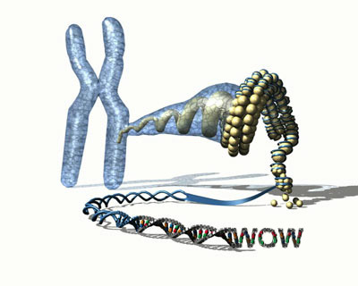 bio_chromosom_modell1TATTOO.jpg