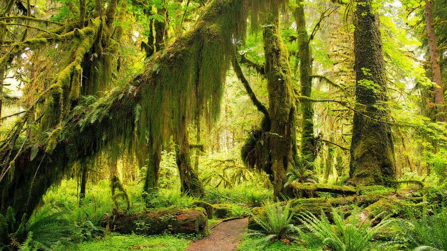 hoh-rainforest-olympic-np-sun-0314_0.jpg