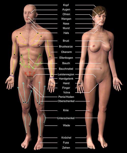 500px-Anatomie_des_Menschen2.jpg