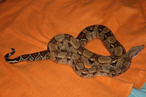 cleo2.JPG