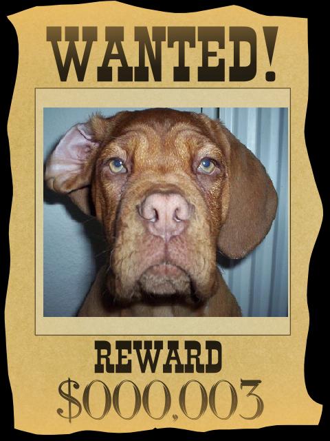 wanted.JPG
