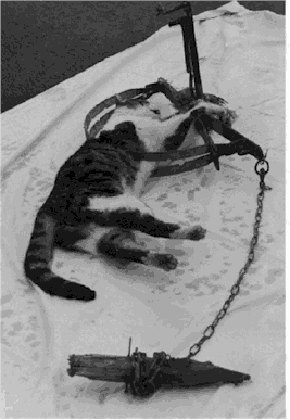 katze.gif